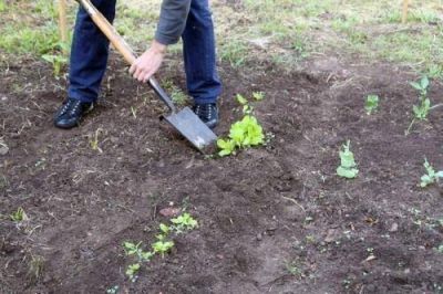Arranca la primera etapa del Programa de Autoproducci�n: �La huerta familiar�