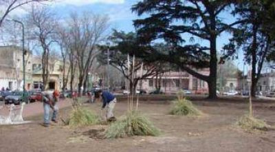 Renuevan el arboleda en la remozada plaza de los Ferrocarriles Argentinos