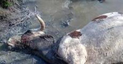 Piden una audiencia con el Gobernador por la contaminaci�n del Matazambi