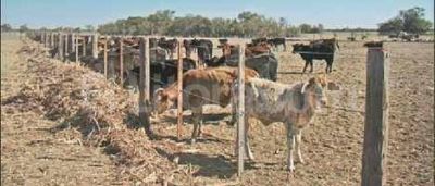 Por el ternero, pero m�s por la vaca