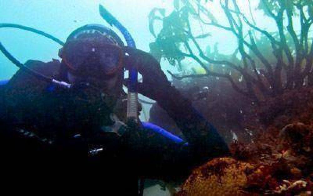 Las aguas de la regi�n presentan un paisaje marino que invita a bucear