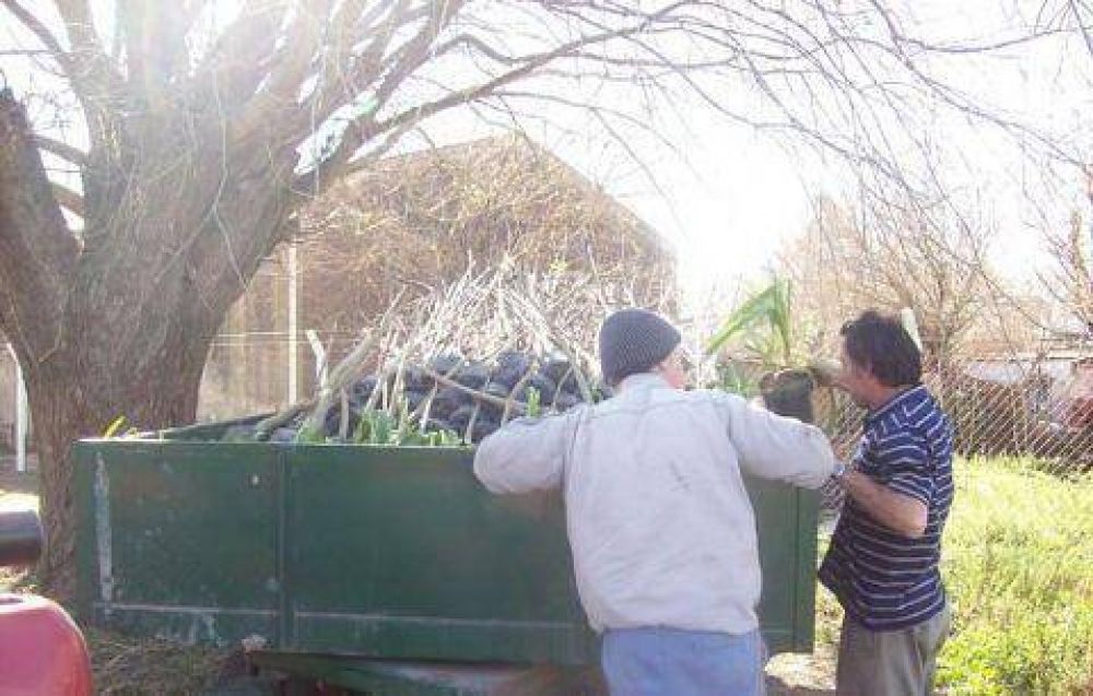 Nuevos ejemplares Avanza el plan de parquizaci�n en el acceso a La Invencible