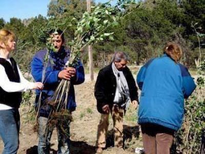 Avanzan en el Plan de Forestaci�n en el Distrito de Patagones 