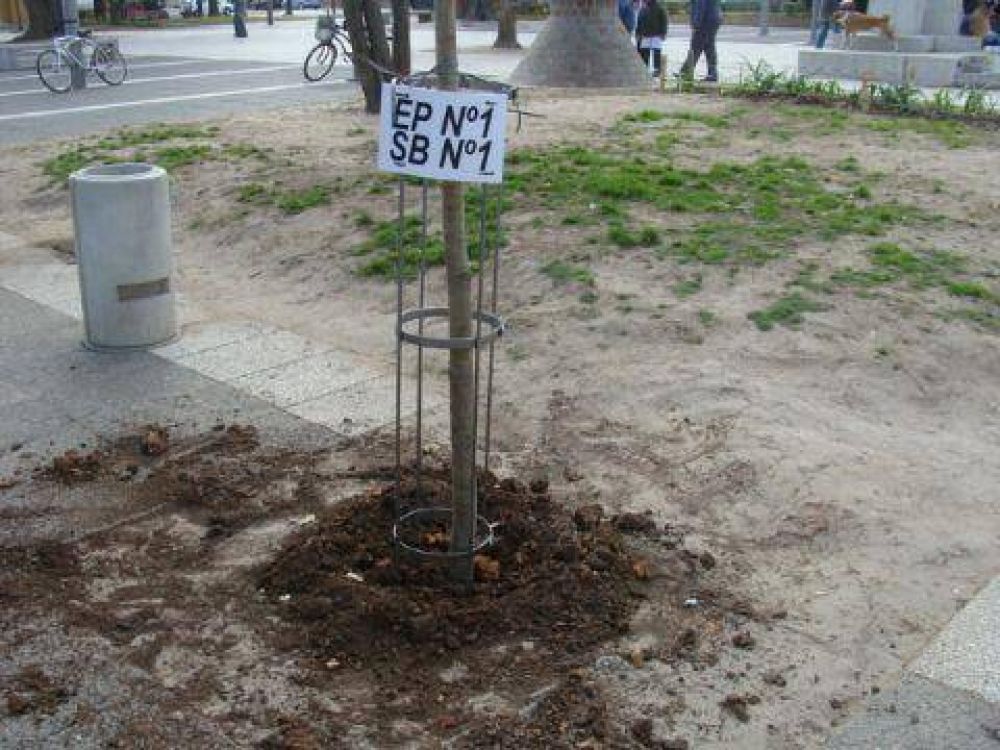  Forestaci�n Se plantaron tilos y herb�ceas en Plaza San Mart�n