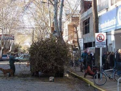 Poda en diferentes sectores de la ciudad