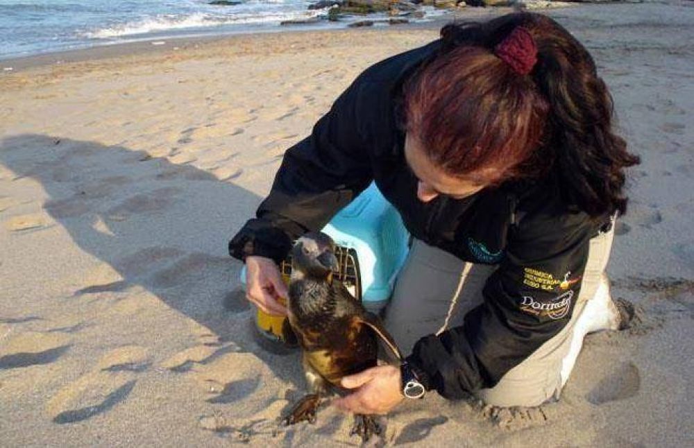 Aumentan los ping�inos empetrolados en playas marplatenses