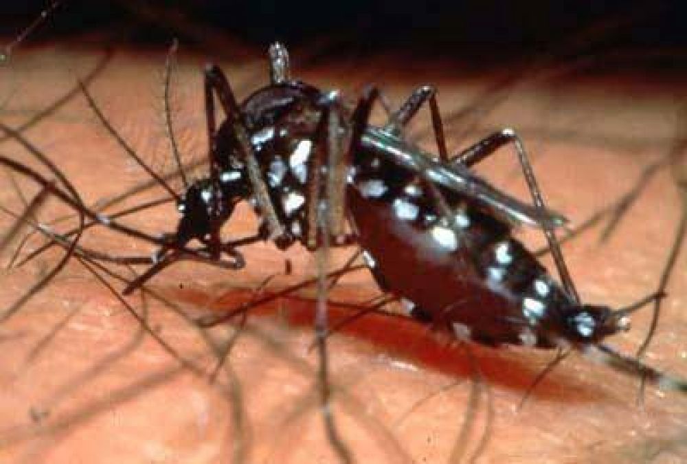 La Provincia lanza la nueva campa�a contra el dengue y convoca a triplicar los esfuerzos