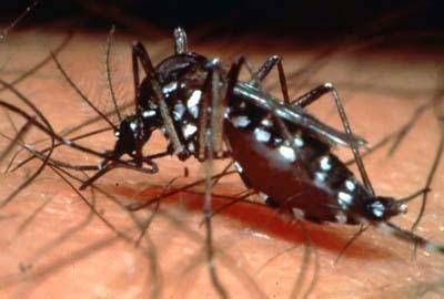 La Provincia lanza la nueva campa�a contra el dengue y convoca a triplicar los esfuerzos