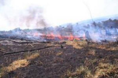 Incendio afecta a m�s de 100 hect�reas de bosques nativos 
