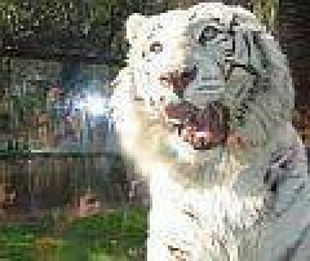 QUIEREN UN HOSPITAL EN EL ZOO