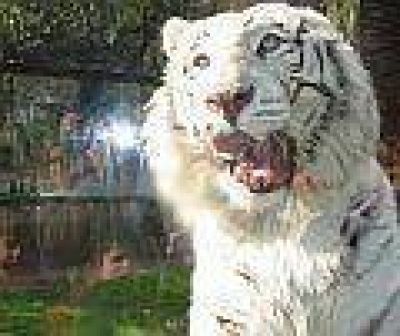 QUIEREN UN HOSPITAL EN EL ZOO