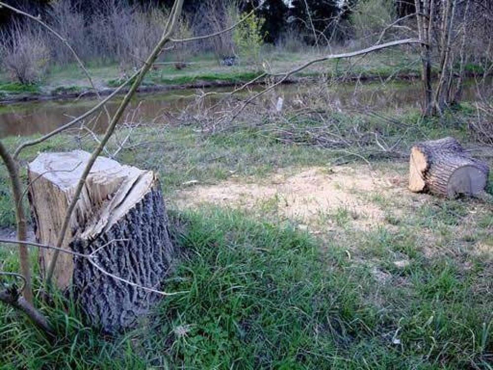 Se planta por un lado, se tala por el otro Tala de �rboles y basurales en Avenida Dorrego, mientras el Municipio encara uno de los proyectos m�s interesantes de los �ltimos a�os: un Plan de Forestaci�n. Se espera la intervenci�n de las autoridades.