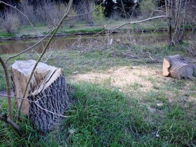 Se planta por un lado, se tala por el otro Tala de �rboles y basurales en Avenida Dorrego, mientras el Municipio encara uno de los proyectos m�s interesantes de los �ltimos a�os: un Plan de Forestaci�n. Se espera la intervenci�n de las autoridades.