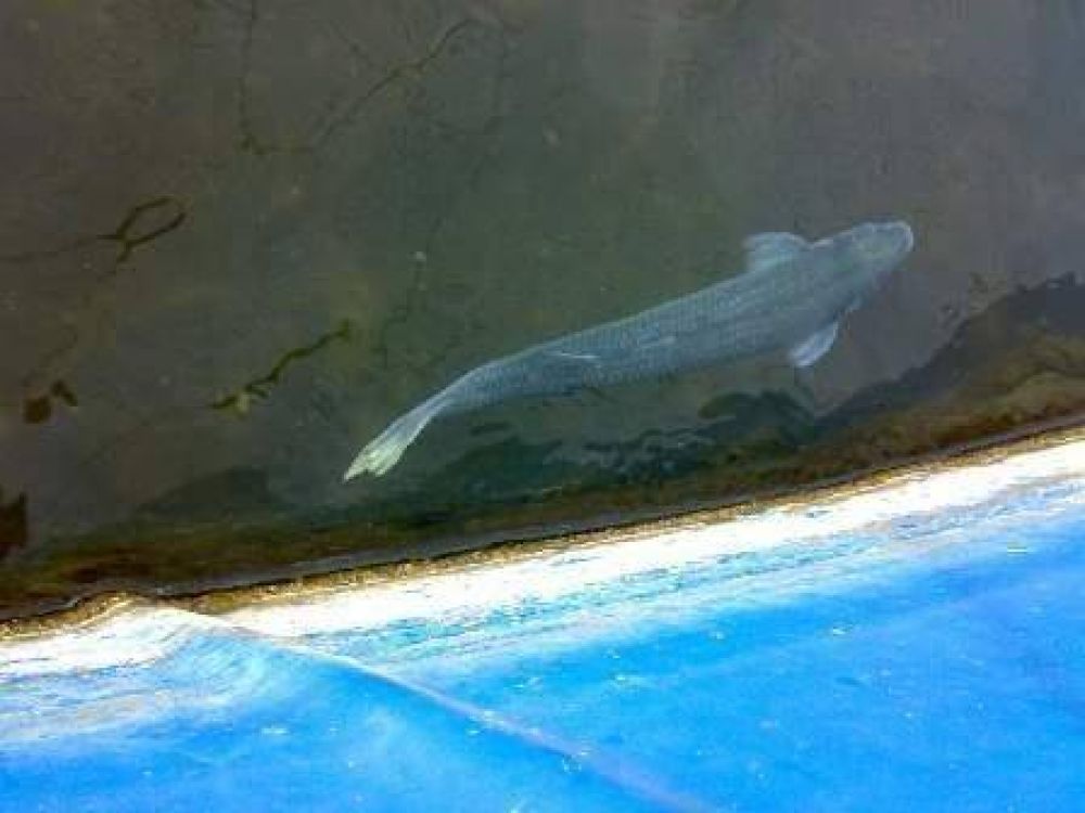 Se realiz� la segunda entrega de ovas para lagunas de Jun�n