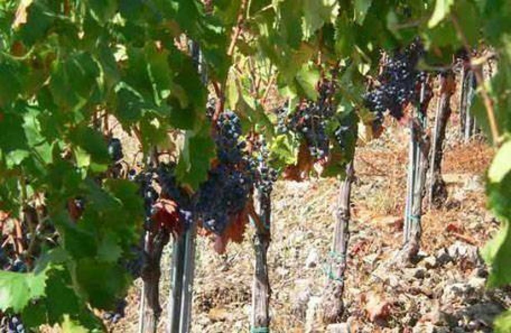 El Gobierno asegur� que la Promoci�n permitir� reindustrializar a Mendoza