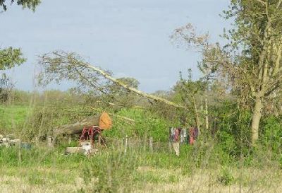 A�OSOS EUCALIPTOS FUERON CORTADOS CASI DE RA�Z Denuncian tala de �rboles en la UNLu