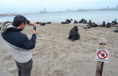 Los lobos marinos se trasladan y descansan en un nuevo lugar