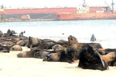 Se complica el traslado de lobos al extremo de la Escollera Sur