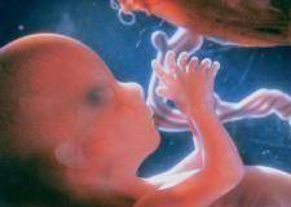 Comienza en la Provincia la �Semana del ni�o prematuro"
