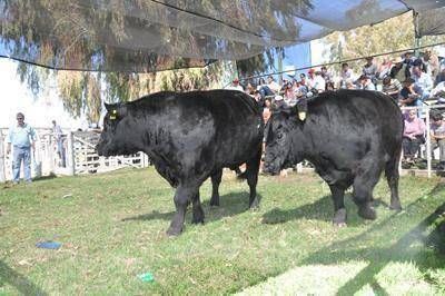  $ 23.000, el mejor precio en Angus