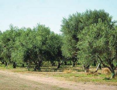 Preocupaci�n por enfermedad que afecta a la olivicultura