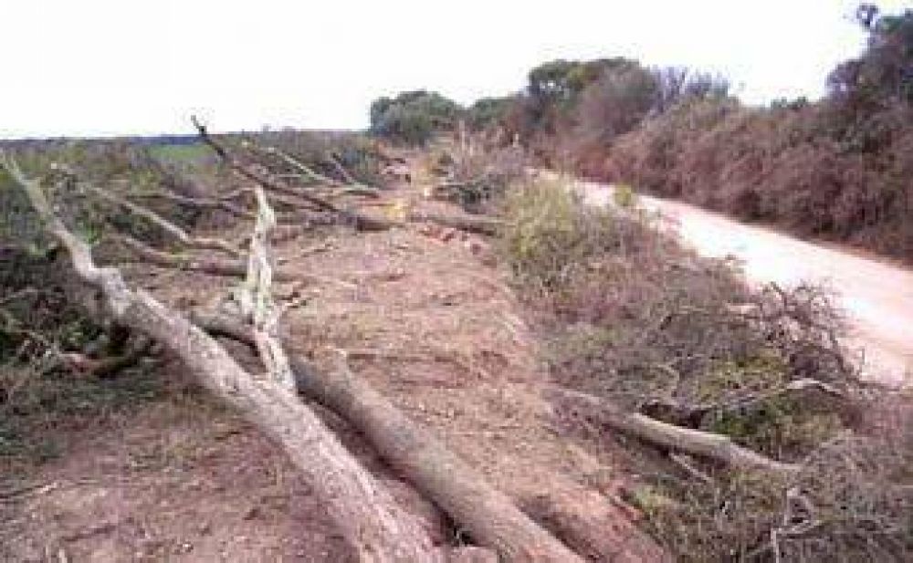 Denuncian un desmonte de 1.300 hect�reas por d�a en el Gran Chaco