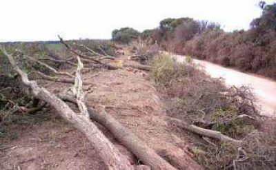 Denuncian un desmonte de 1.300 hect�reas por d�a en el Gran Chaco