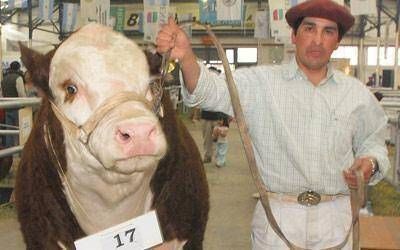 El campo de Comodoro eligi� a los campeones bovinos