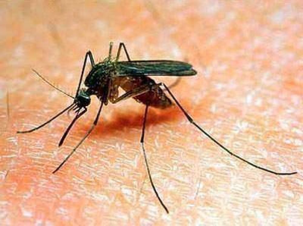 Volvieron los mosquitos a Jun�n