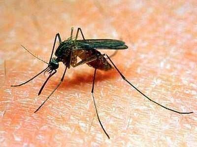 Volvieron los mosquitos a Jun�n