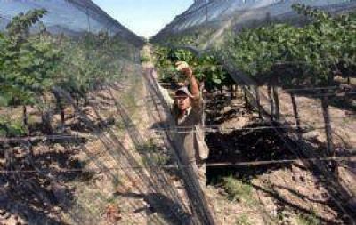 Seguro agr�cola 2010-2011: mayores indemnizaciones y m�s superficie