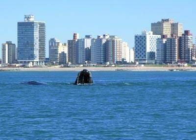 Las ballenas deleitaron a turistas y residentes en la costa de Miramar