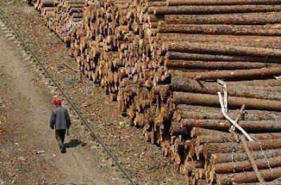  Especies forestales aut�ctonas valen mucho m�s