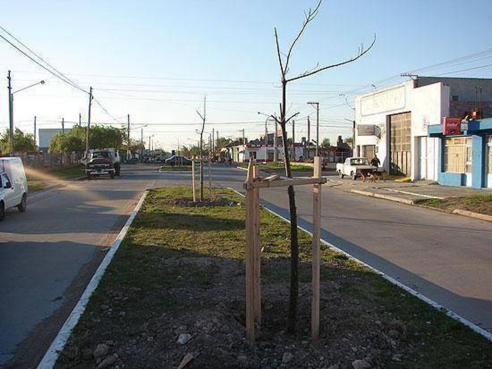 Plantar�n 2400 �rboles en tres barrios y en separadores