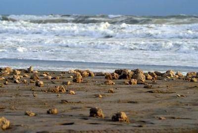 Luis Defrieri: "Nos alarma que se sigan contaminando las playas"