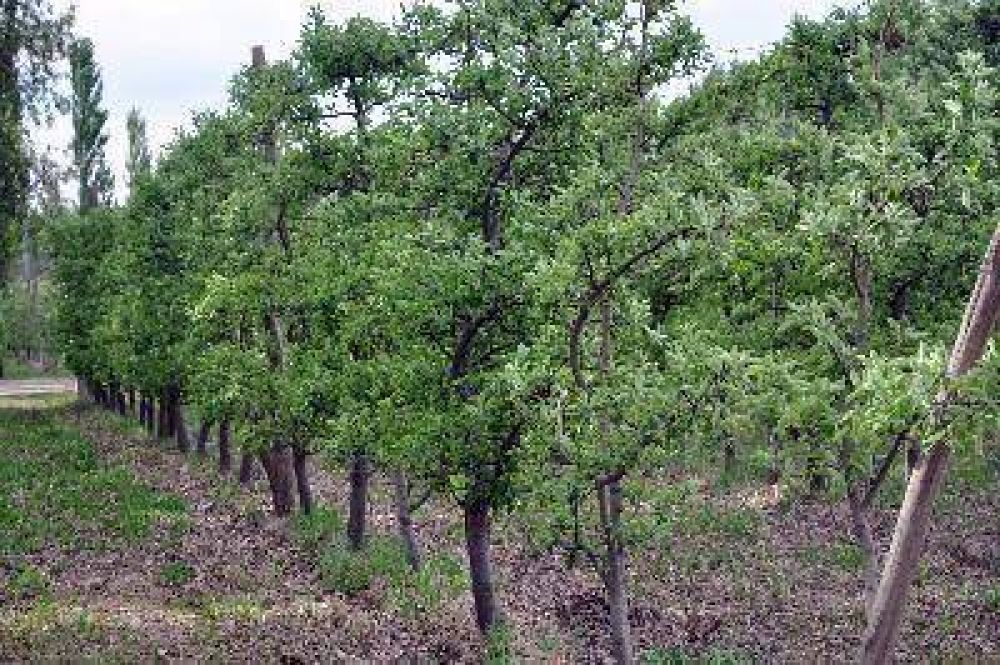 Peligra la producci�n de fruta fina por reclamo de los tomeros
