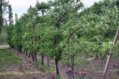  Peligra la producci�n de fruta fina por reclamo de los tomeros