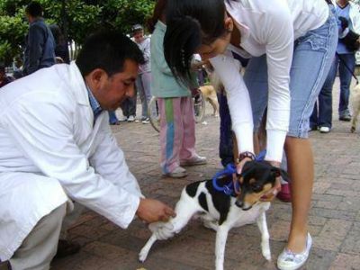 Campa�a de vacunaci�n antirr�bica