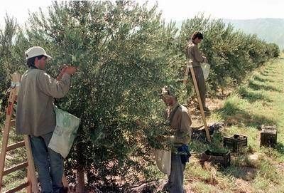 Preocupaci�n por una plaga que ataca a plantas de olivo
