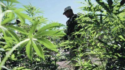 La batalla por la legalizaci�n de la marihuana divide a California
