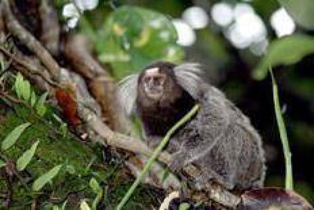 Acuerdo mundial para preservar especies
