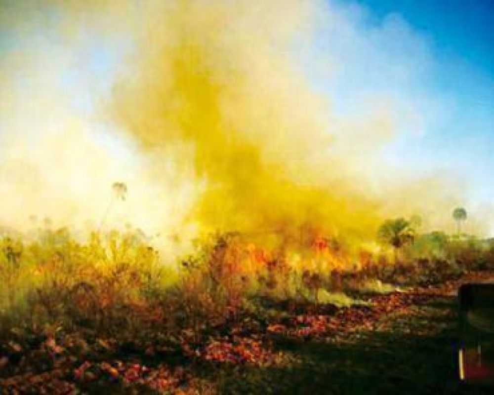 El fuego tom� unas mil hect�reas en El Palmar
