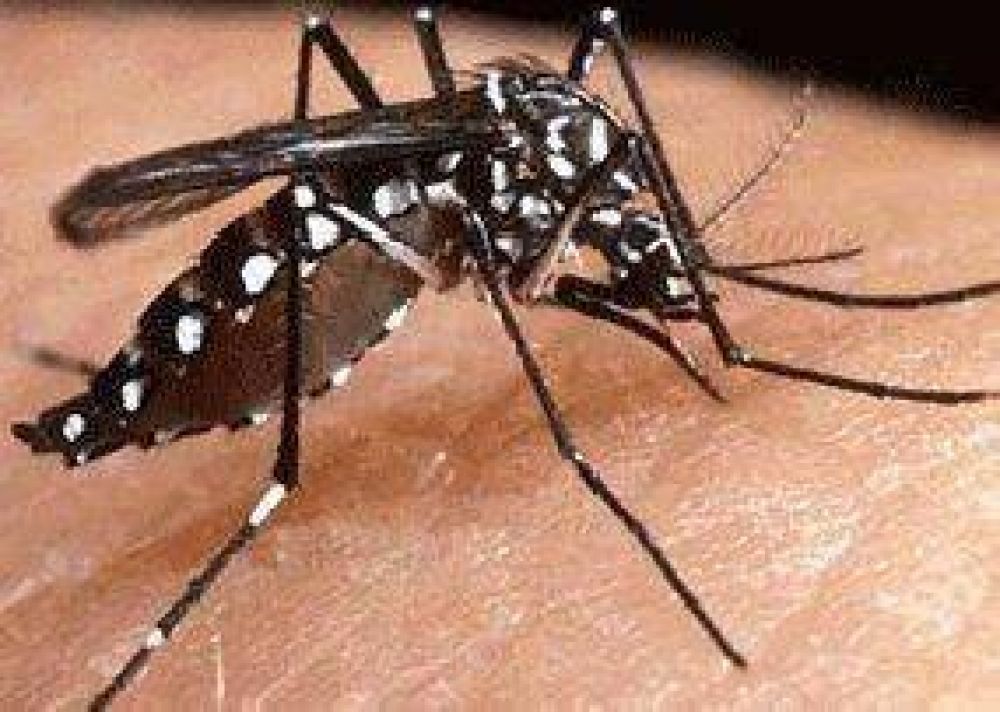 Dengue: comenzaron los operativos de prevenci�n en barrios del Sur 