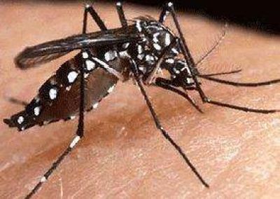 Dengue: comenzaron los operativos de prevenci�n en barrios del Sur 