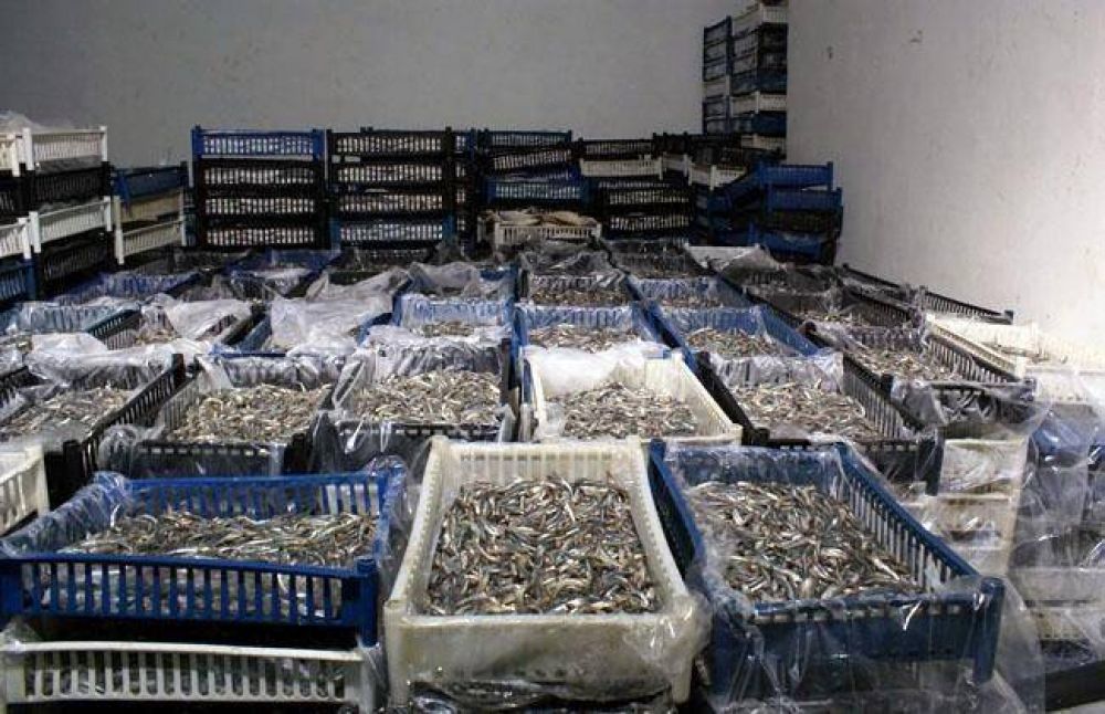 Clausuraron una planta de pescado e intervinieron m�s de 7 mil kilos de mercader�a
