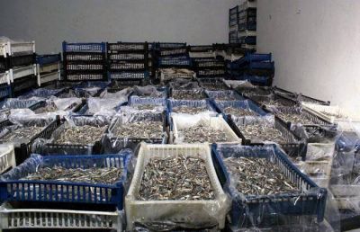 Clausuraron una planta de pescado e intervinieron m�s de 7 mil kilos de mercader�a