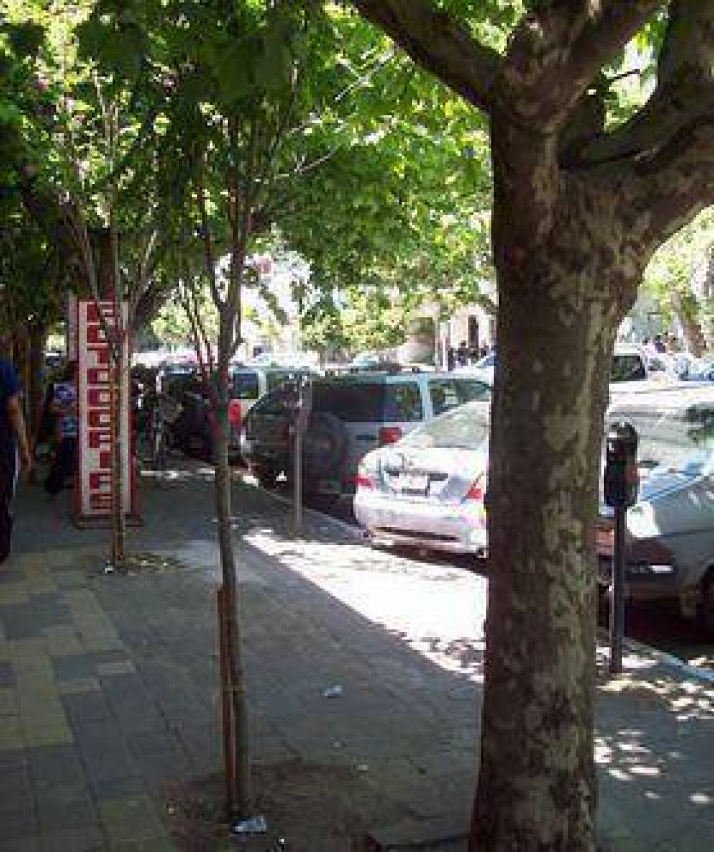 Proyecto calle Sarmiento �Trasplantar un �rbol lleva una log�stica important�sima�