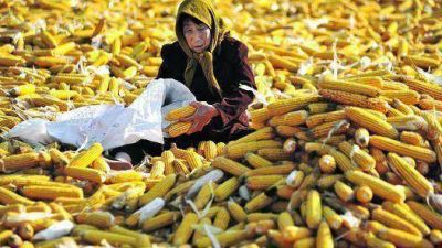 El cambio en China en los pr�ximos diez a�os reside en el campesinado