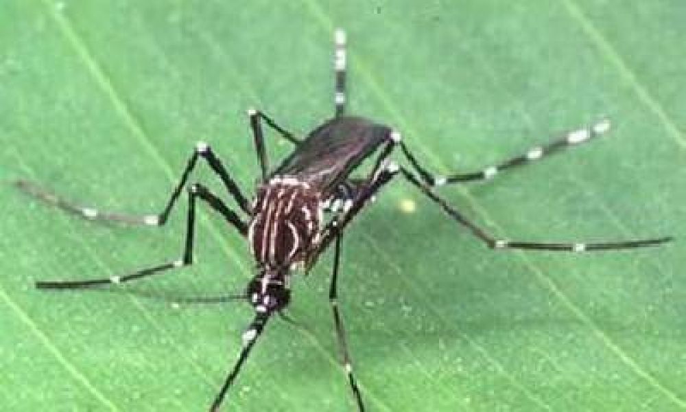 Comenzaron las medidas preventivas contra el dengue