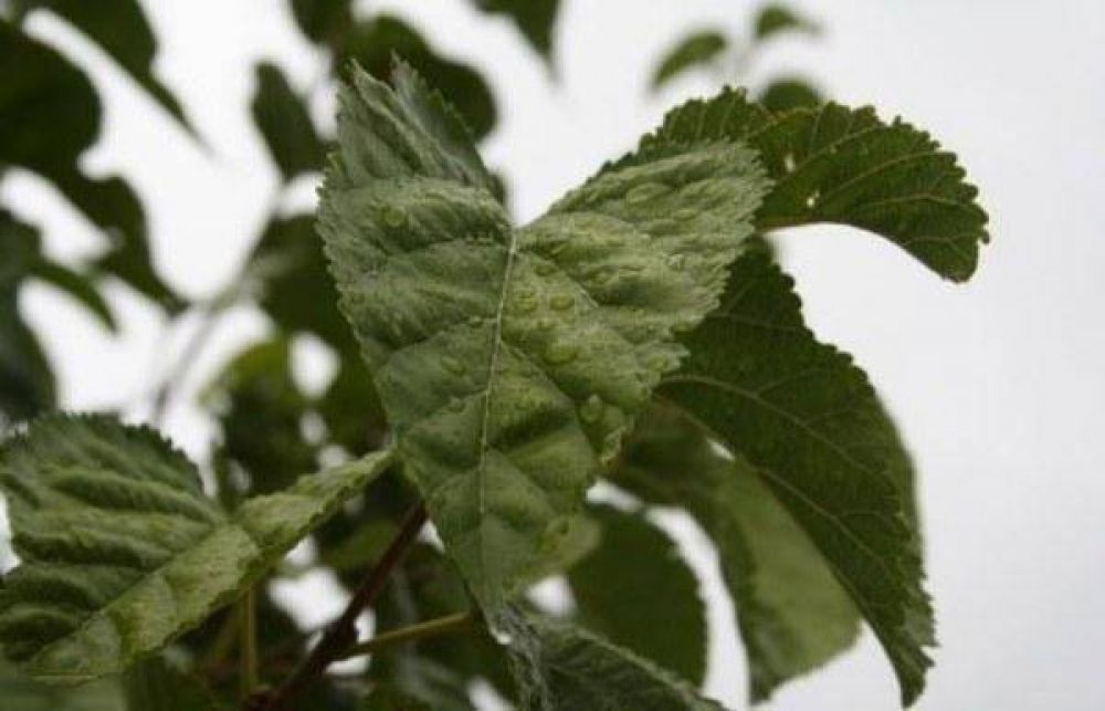 M�s lluvias en la provincia